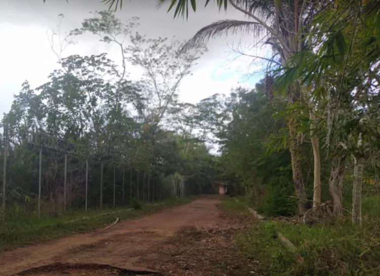 Galho de árvore cai sobre criança no parque Zoobotânico, em Teresina — Foto: Ilanna Serena/G1